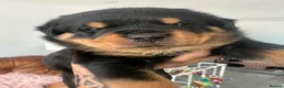 Rottweiler dogs for sale: Amazing Rottweiler litter girls and boys   - Advert 13