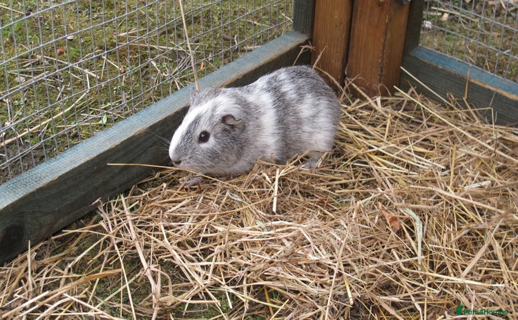 Guinea Pig rodents - Advert 14