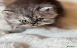 Exotic cats for sale: Superb Exotic Chinchilla kittens - Health tested  - Image 8