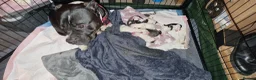 Staffordshire Bull Terrier dogs for sale: Beautiful Long-legged Staffy Puppies  in Dartford - Advert 26