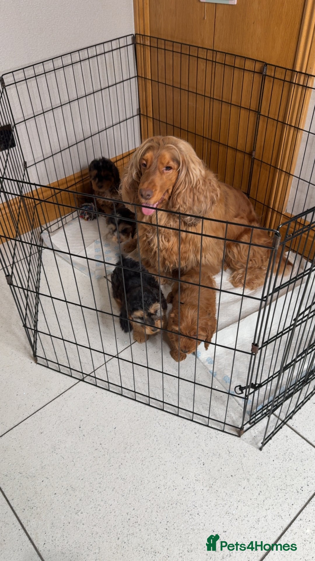 Cockapoo dogs for sale: Ready now F1 Cockapoos  - Image 3