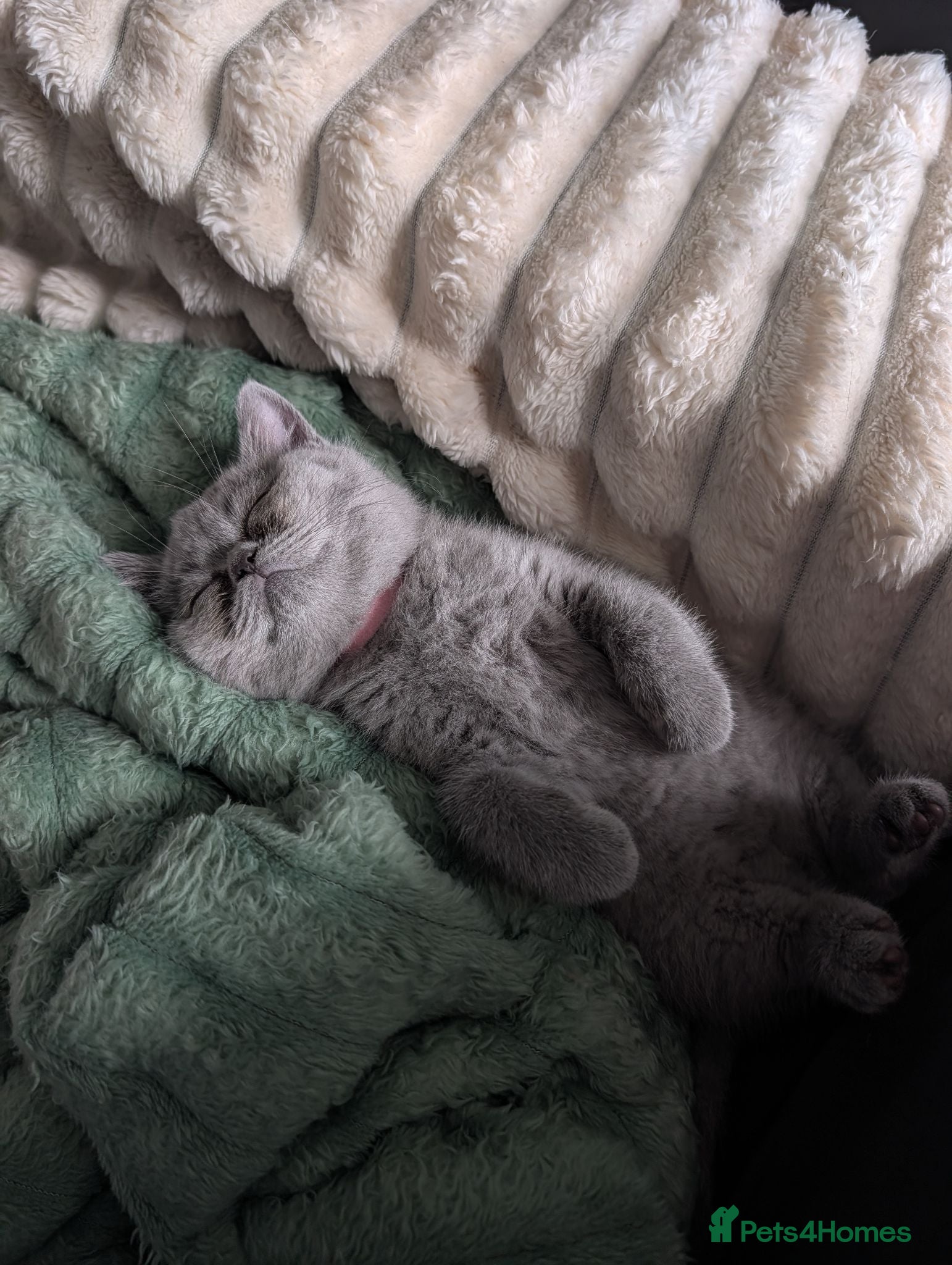 British Shorthair cats READY TO LEAVE!😺 British Shorthaired Kittens🐾 - Advert 9