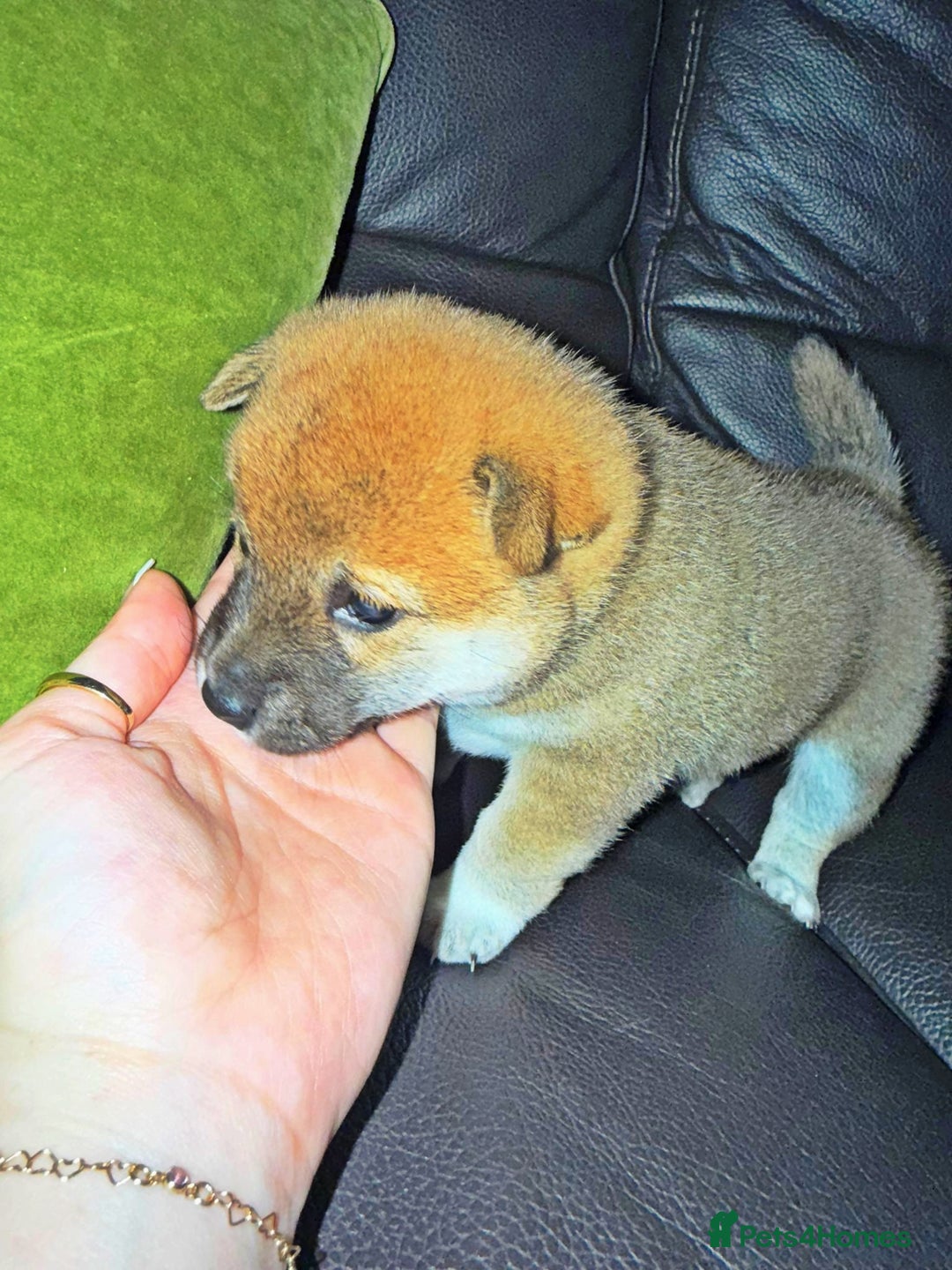 Japanese Shiba Inu dogs for sale: 🏆 CHAMPION 🏆 JAPANESE SHIBA INU チャンピオン 🇯🇵  - Advert 6