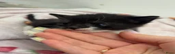 Mixed Breed cats for sale: 7 Beautiful Kittens Looking for New Homes - Advert 4