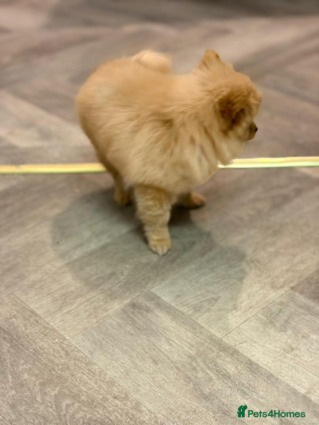 Pomeranian dogs for sale: Pomeranian - Advert 6