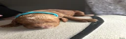Cockapoo dogs for sale: 🐶💕 F1B COCKERPOO PUPPIES HAVE ARRIVED! 💕 - Advert 22