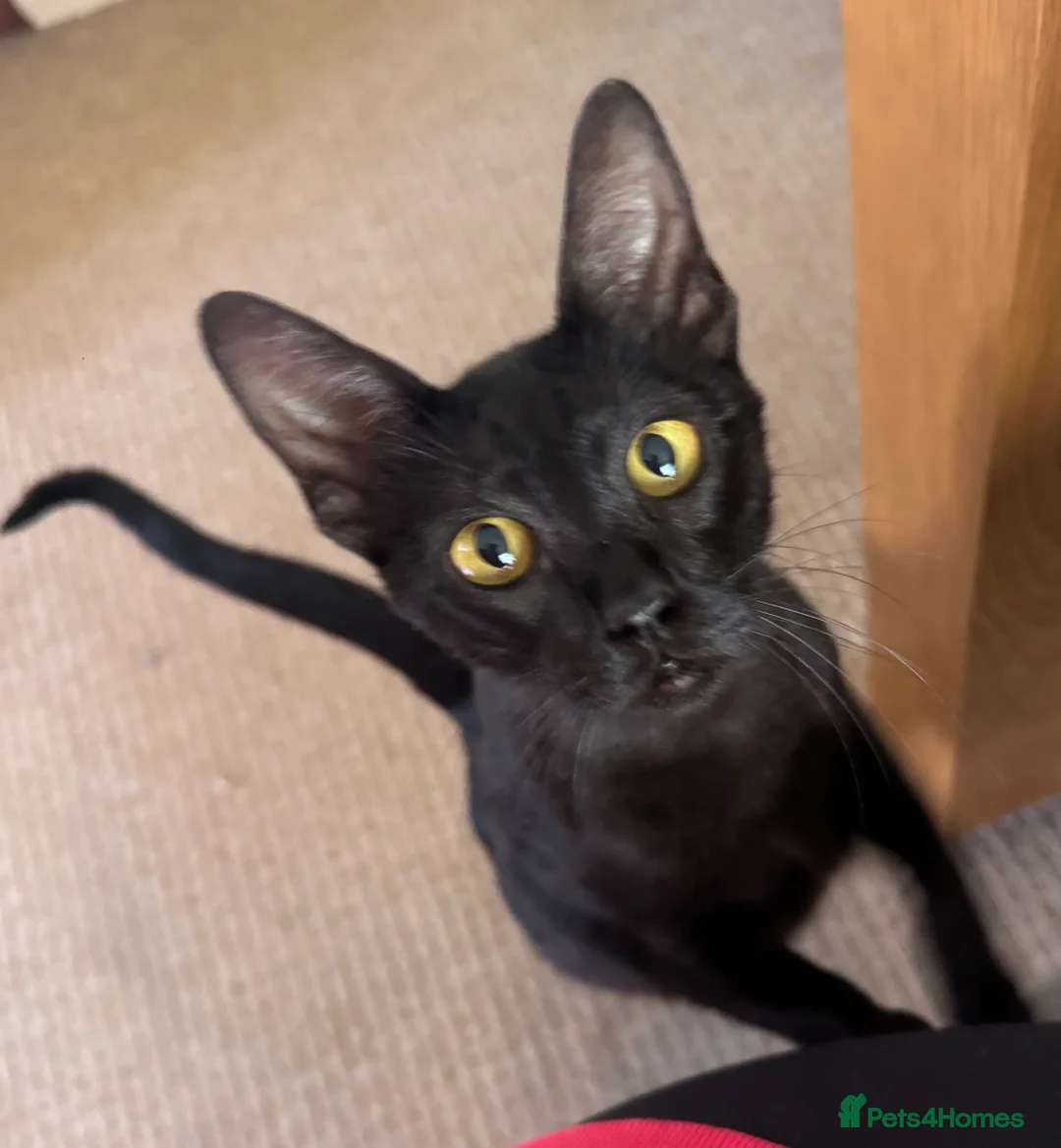 Mixed Breed cats for sale: Beautiful 50% Savannah Female  - Advert 2