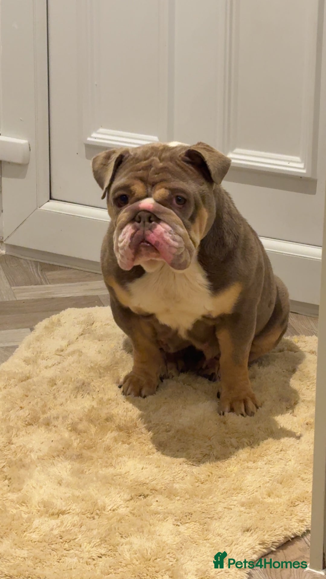 English Bulldog dogs for sale: Female british bulldog - Advert 2