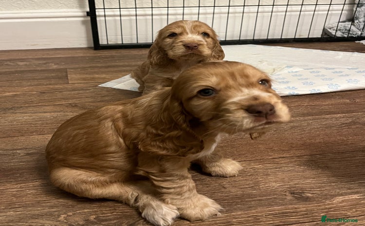 Cocker Spaniel dogs KC registered show cocker spaniels - Advert 1