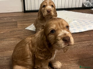 Cocker Spaniel dogs *2 GIRLS LEFT *KC registered show cocker spaniels - Advert 17