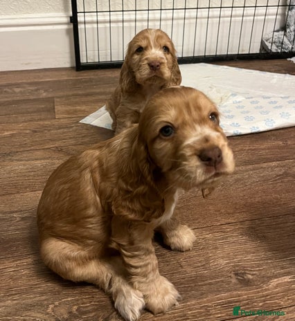 Cocker Spaniel dogs KC registered show cocker spaniels - Advert 1