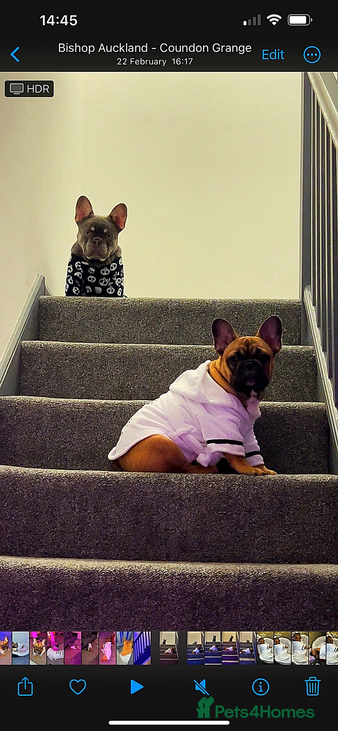 French Bulldog dogs for sale: Adorable 3-Year-Old Male & Female French Bulldog - Advert 13