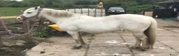Welsh Section A horses for sale: Welsh section a mare in Hyde - Advert 3