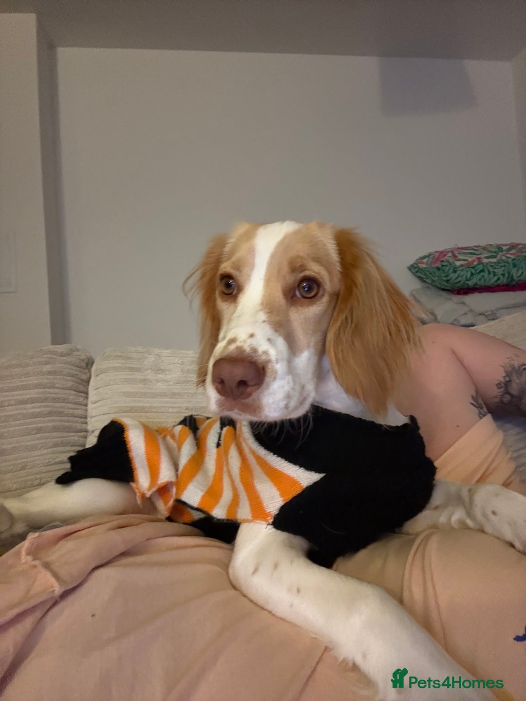 Sprocker dogs for sale: Lily  - Image 5