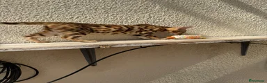 Bengal 2