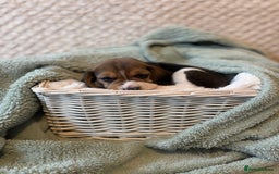 Beagle dogs for sale: KC registered Beagle puppies  - Image 38