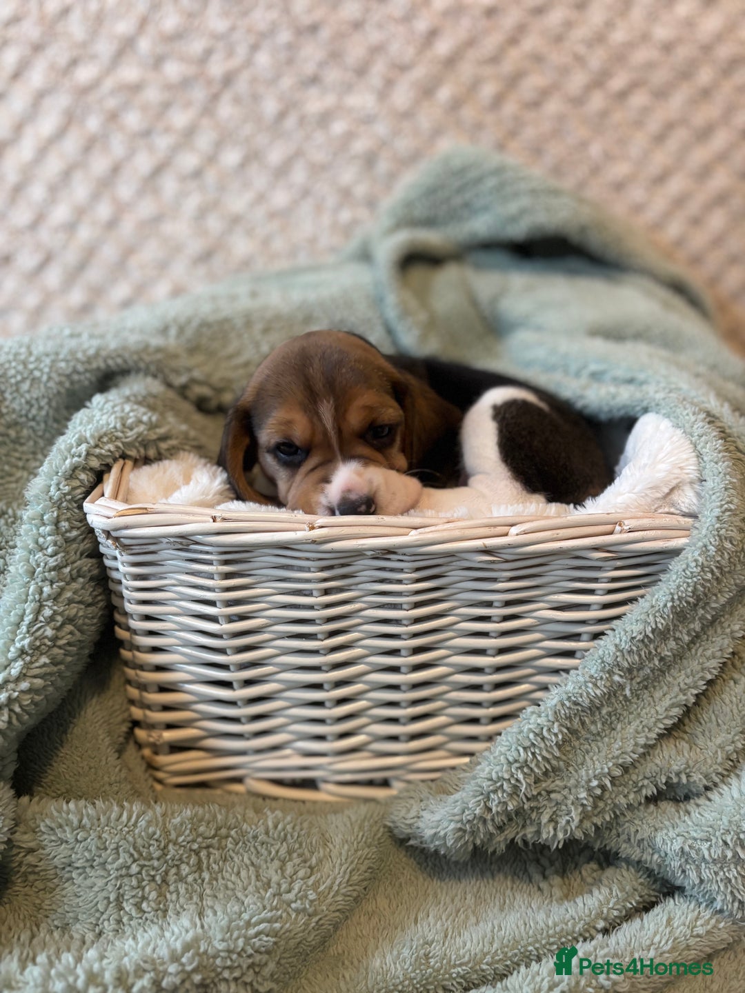 Beagle dogs for sale: KC registered Beagle puppies  - Image 38