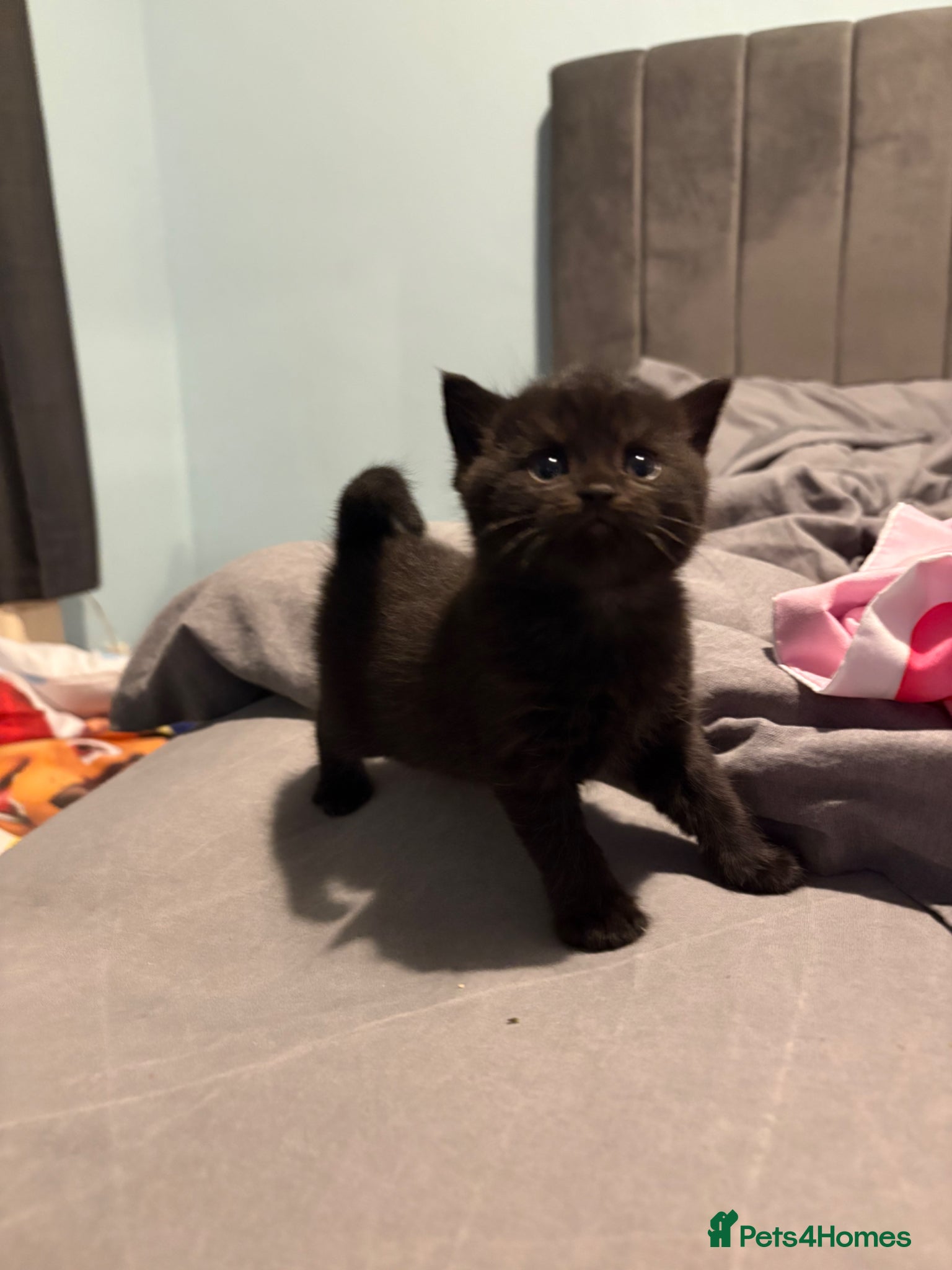 British Shorthair cats for sale: BRITISH SHORTHAIR KITTENS  in Bilston - Advert 3