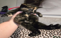 Mixed Breed cats for sale: 7 Half-Ragdolls  - Image 18
