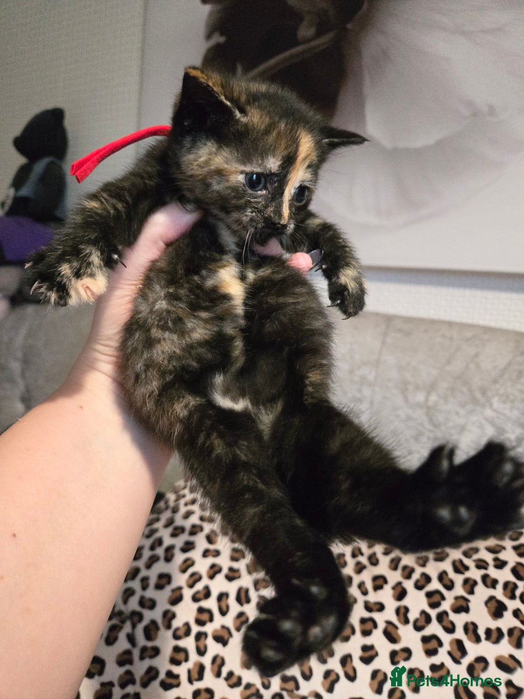 Mixed Breed cats for sale: 7 Half-Ragdolls  - Image 18