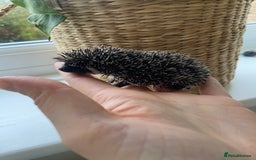 Pygmy Hedgehog rodents for sale: 🎄 Christmas Hoglets | New Litter in the Nest 🦔 - Image 5