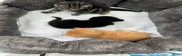 Scottish Fold cats for sale: Scottish Fold Black Girl  - Advert 11