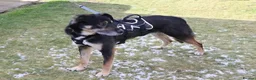 Mixed Breed dogs for adoption: Meet Bobo, currently residing in Manchester  in Bolton - Advert 2