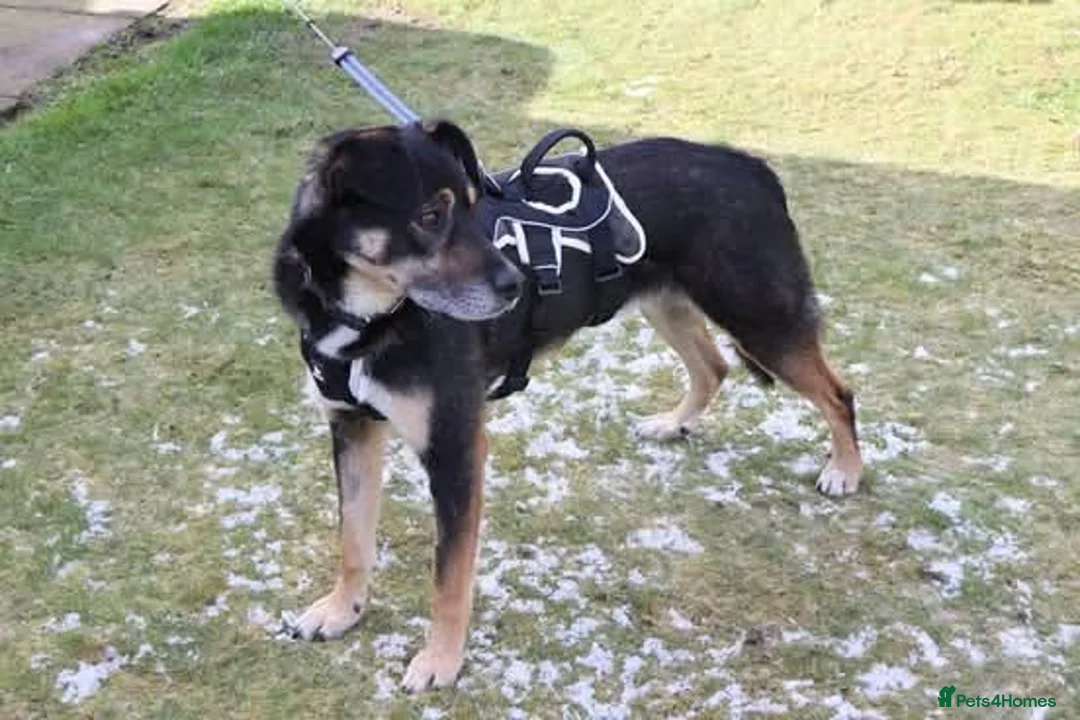 Mixed Breed dogs for adoption: Meet Bobo, currently residing in Manchester  in Bolton - Advert 2