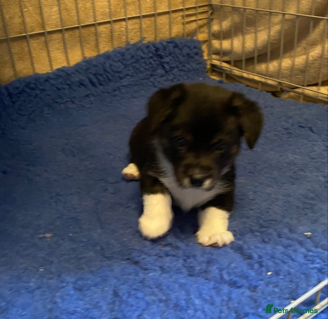 Welsh Corgi Cardigan dogs for sale: Welsh Cardigan Corgis by 5 ⭐️ Licensed Breeder - Advert 30