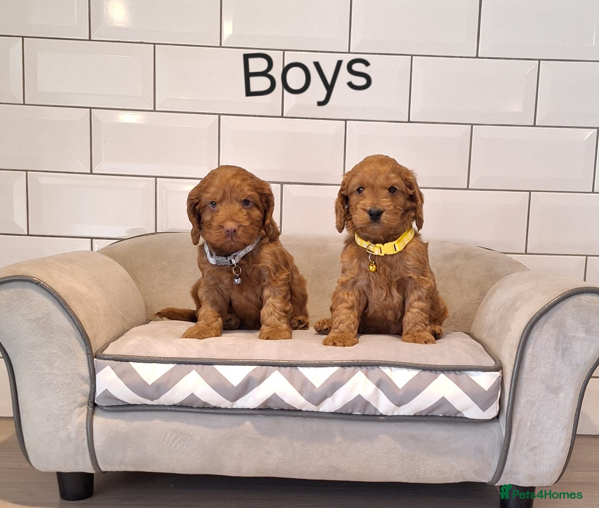 Cockapoo dogs F1 Cockapoo puppies - Advert 1
