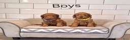 Cockapoo dogs for sale: F1 Cockapoo puppies in Pencader - Advert 1