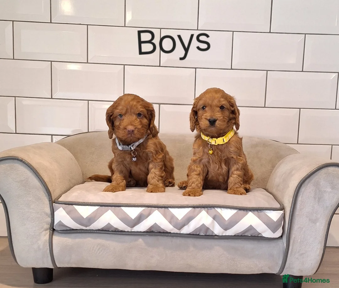 Cockapoo dogs for sale: F1 Cockapoo puppies in Pencader - Advert 1