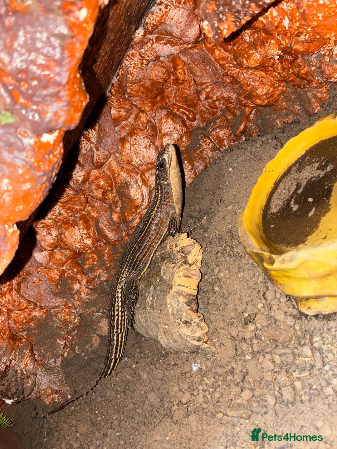 Lizard reptiles for sale: Pair of Sudan plated lizards - Advert 4