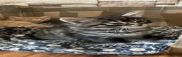 Mixed Breed cats for sale: Adorable kittens  - Advert 3