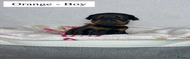 Orange - Boy