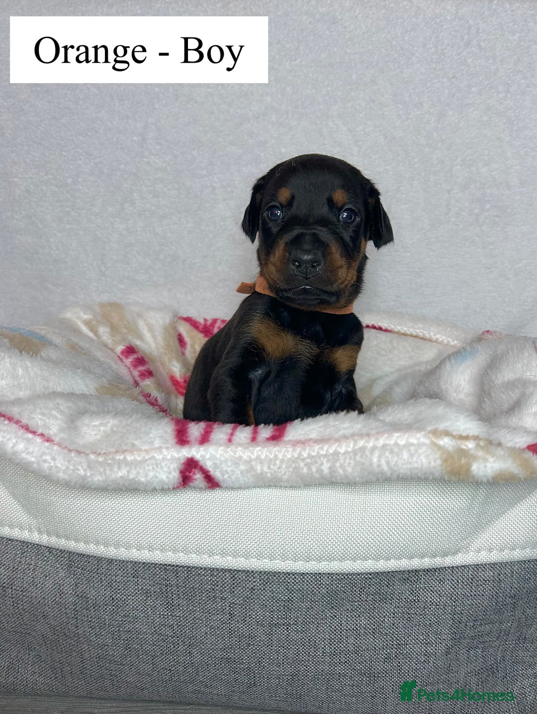 Dobermann dogs for sale: 🩶 Top quality KC registered Doberman puppies! 🩶 - Advert 6