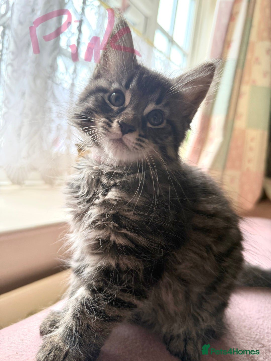 Maine Coon cats for sale: Maine Coon Kittens **READY TO LEAVE** - Image 23