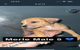 Mixed Breed dogs for sale: Alpha blue bulldog x mastiff - Image 8