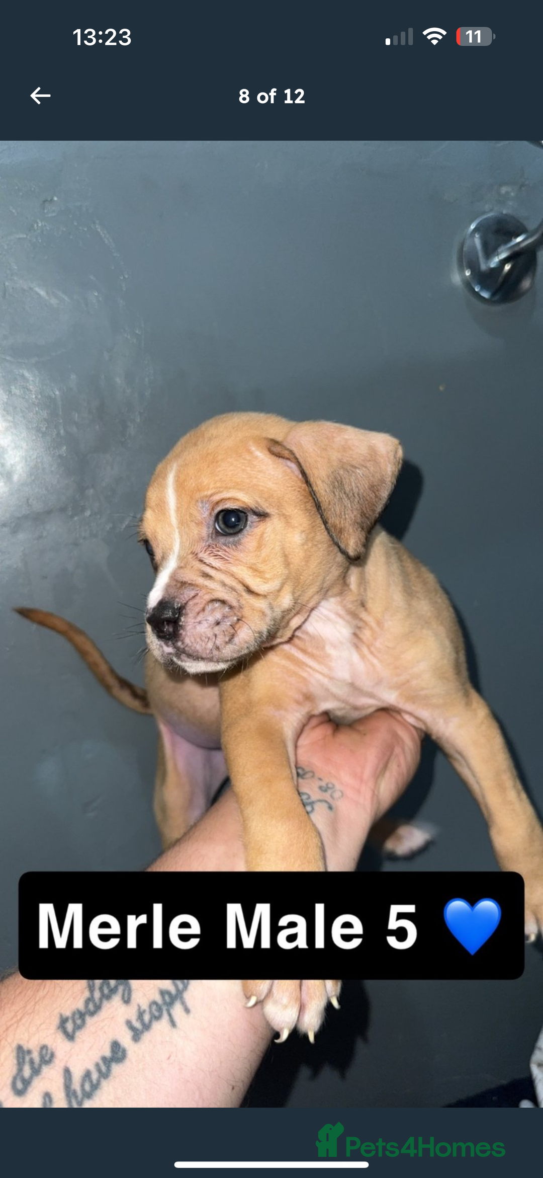 Mixed Breed dogs for sale: Alpha blue bulldog x mastiff - Image 8
