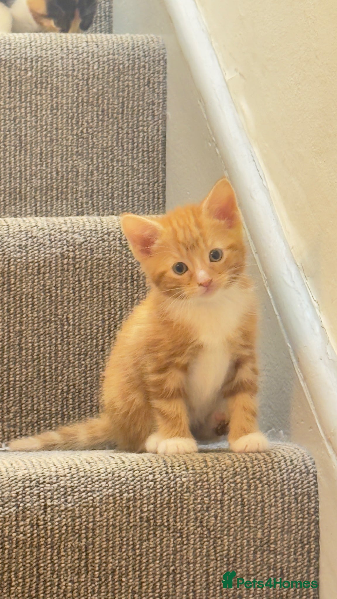 Mixed Breed cats Kitten - Advert 1