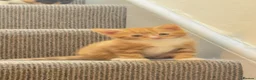 Mixed Breed cats for sale: Kitten - Advert 1