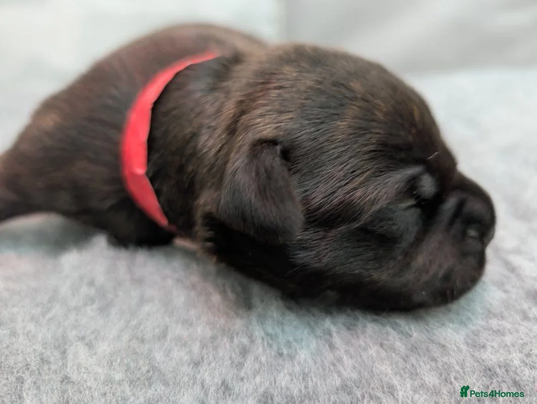 Staffordshire Bull Terrier dogs for sale: Stunning Staffy Puppies 2 Boys & 2 Girls - Advert 5