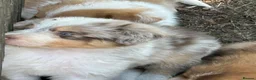 Border Collie dogs for sale: Stunning Border Collie pups in ELY - Advert 18