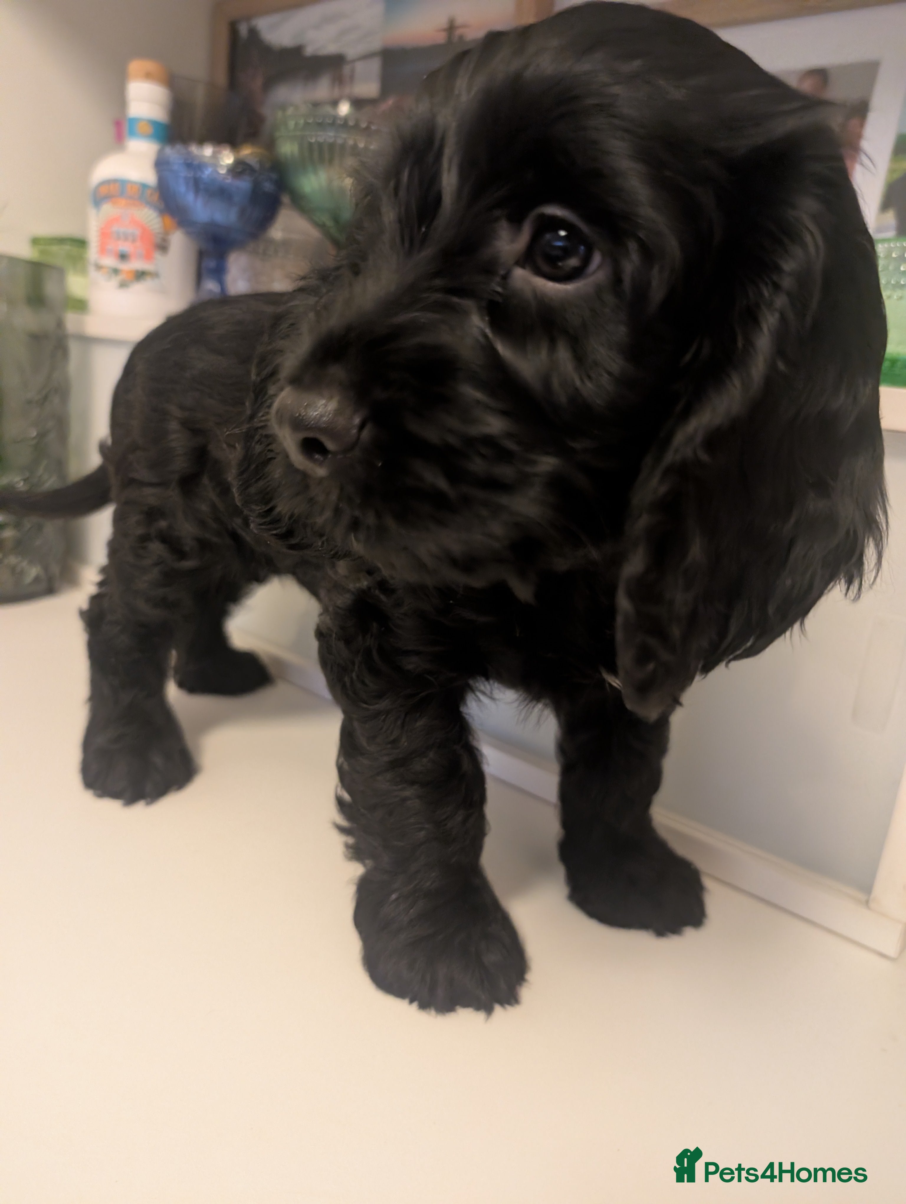 Cockapoo dogs Final Cockapoo Puppy - Outstanding Health Heritage - Advert 13