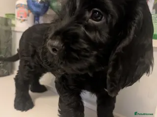 Cockapoo dogs Final Cockapoo Puppy - Outstanding Health Heritage - Advert 9