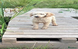 Miniature Poodle dogs for stud: Miniature poodle for stud. - Image 2