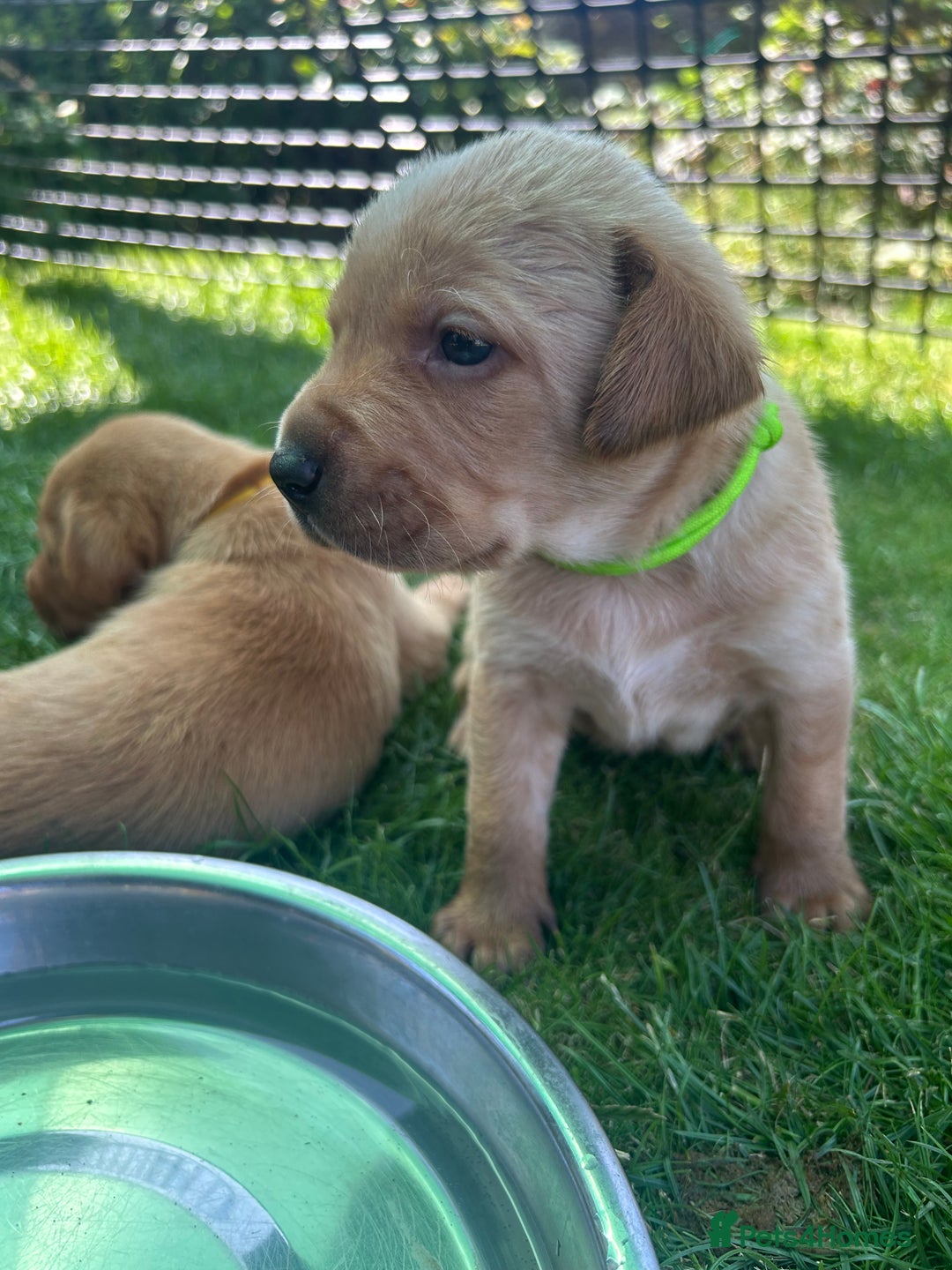Labrador Retriever dogs for sale: Fox red Labradors for sale  - Image 2