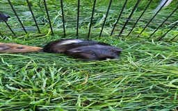 Guinea Pig rodents for sale: Guinea pigs  - Image 17