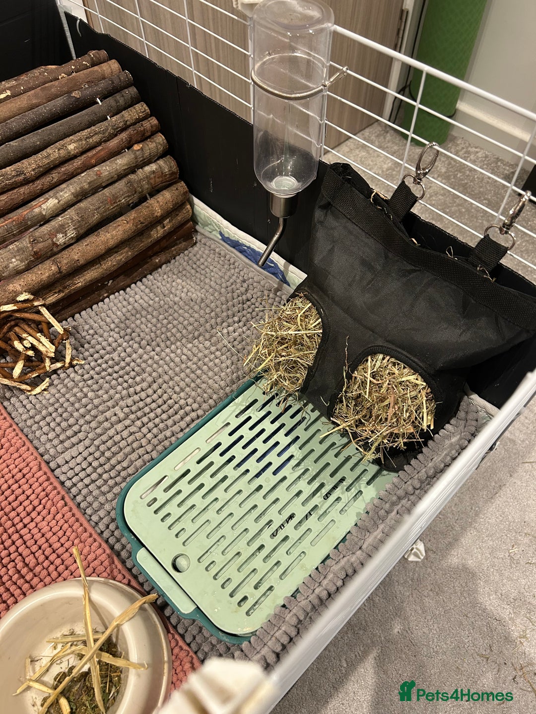 Guinea Pig rodents for sale: 2 Female Guinea Pigs - Advert 11