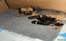 Border Terrier dogs for sale: Border Terrier KC Reg puppies - Image 3